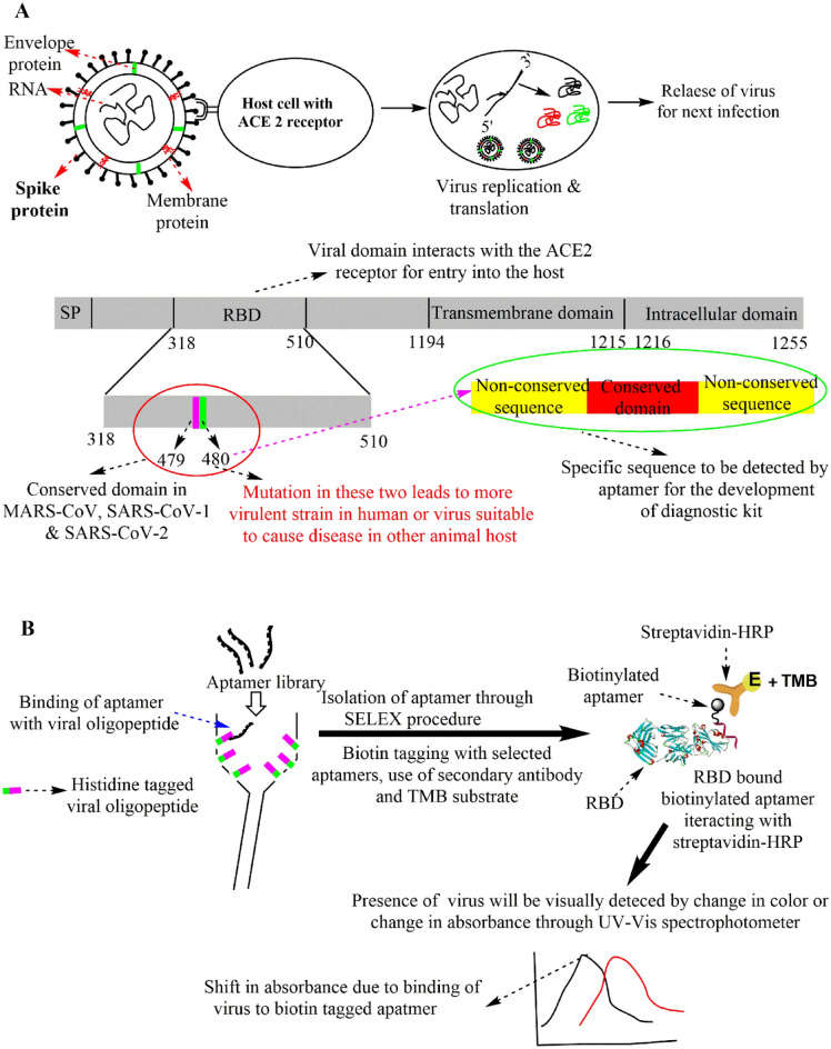 Fig.2 Schematic of selecting appropriate targets and using SELEX technology to separate and identify aptamers. (OA Literature)