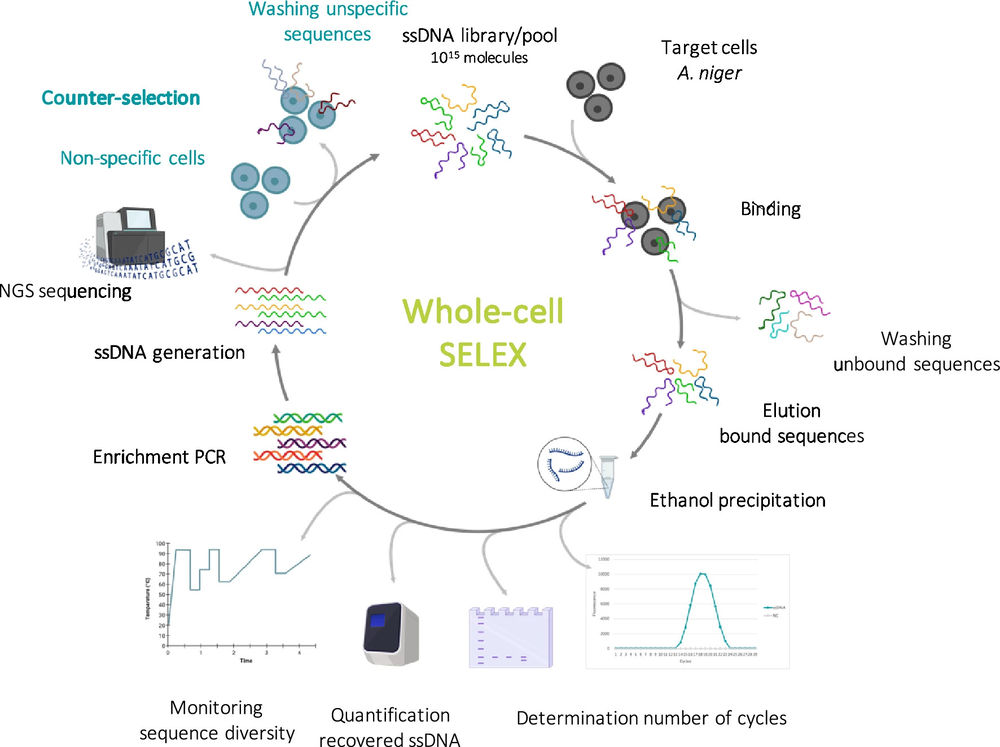 Fig.1 Schematic of the whole-cell SELEX process. (OA Literature)