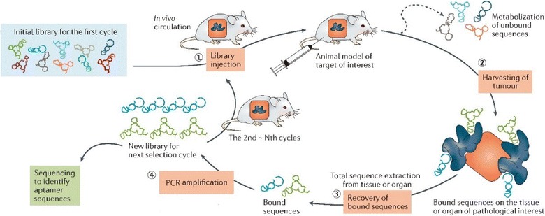 Fig.1 Schematic of in vivo SELEX procedures. (OA Literature)