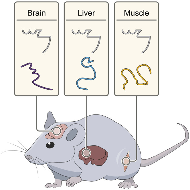 Fig.2 Schematic of aptamers against live targets. (OA Literature)