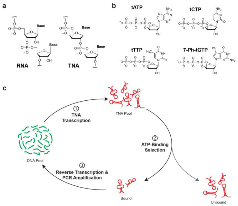 Fig.2 Schematic of selection of threose nucleic acid (TNA) aptamers. (OA Literature)