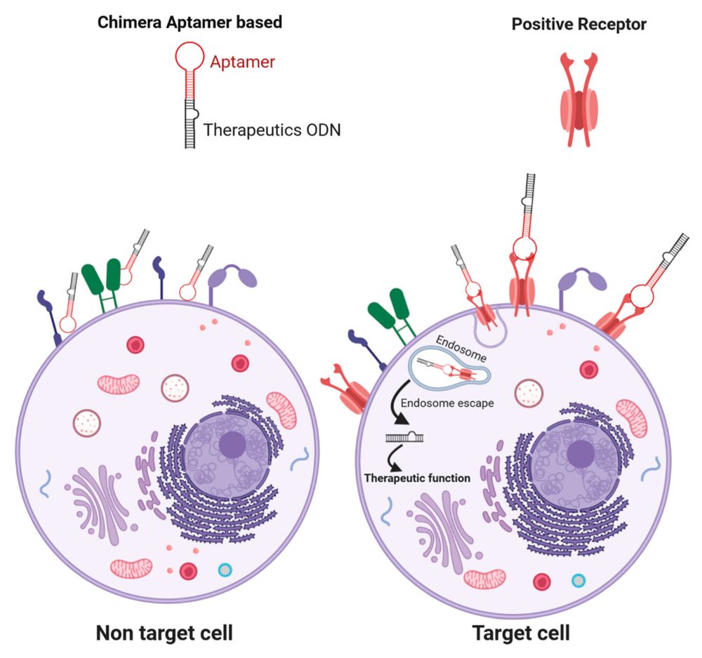 Fig.1 Schematic of aptamers delivering ODNs (Oligodeoxynucleotides). (OA Literature)