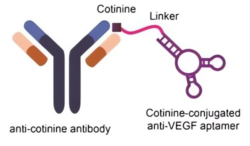 Anti-VEGF aptamer-antibody conjugate. (OA Literature)