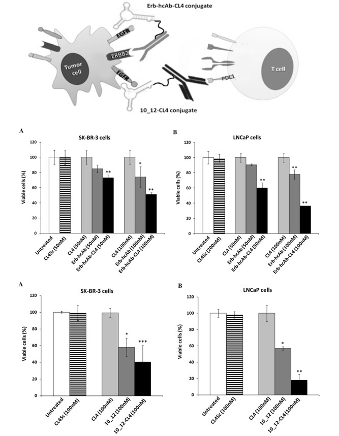 Construction and cytotoxic effects of the novel aptamer–antibody conjugates on tumor cells. (OA Literature)