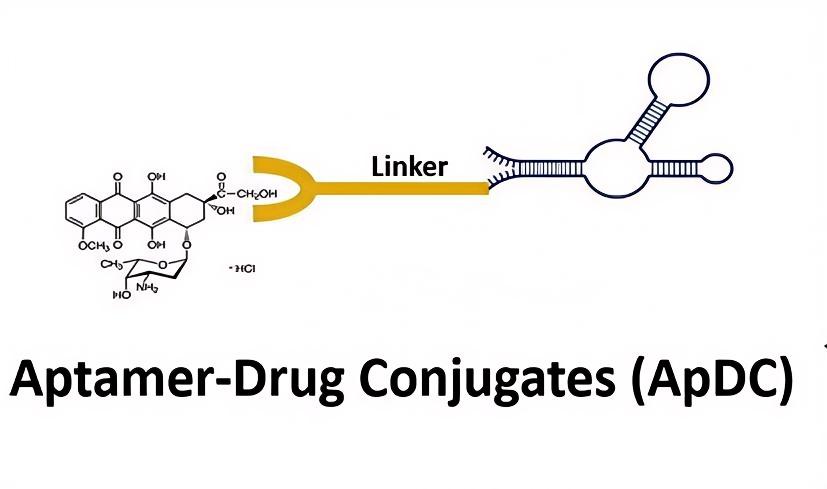 ApDC structure diagram. (OA Literature)