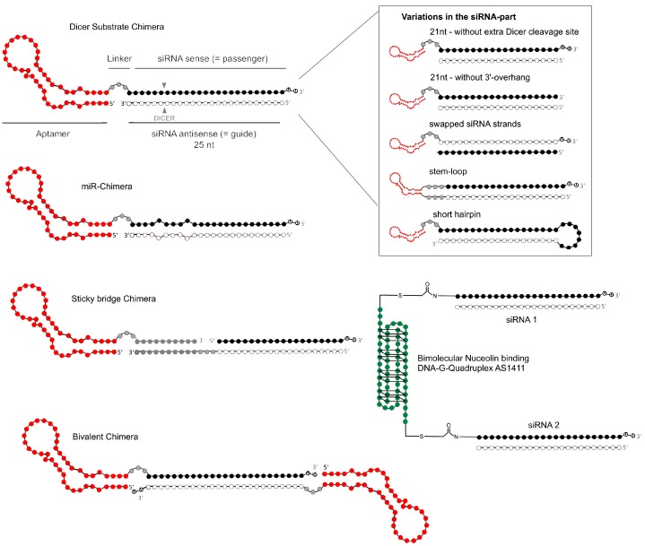 ApDC structure diagram. (OA Literature)
