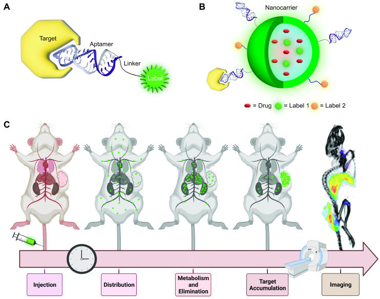 Aptamer-based probes for molecular imaging. (OA Literature)