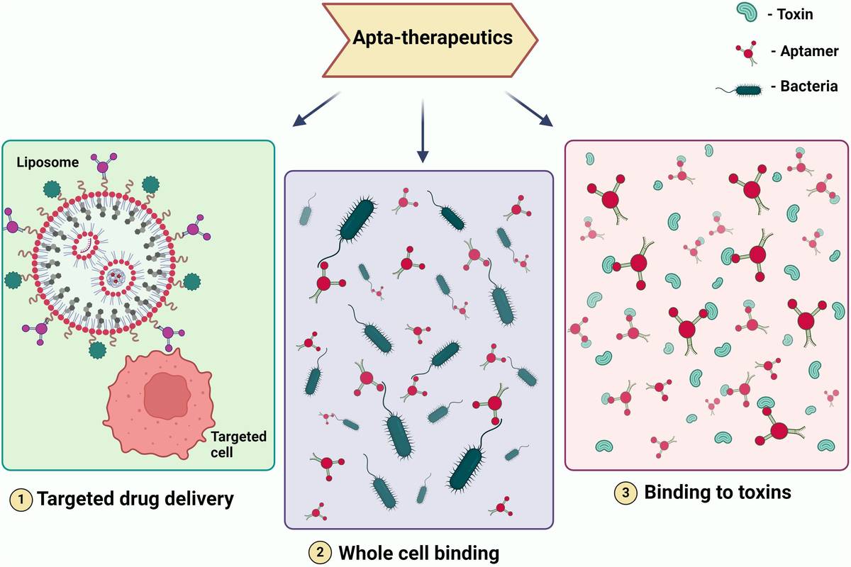 Illustrating Therapeutic Modalities Employing Aptamers. (OA Literature)