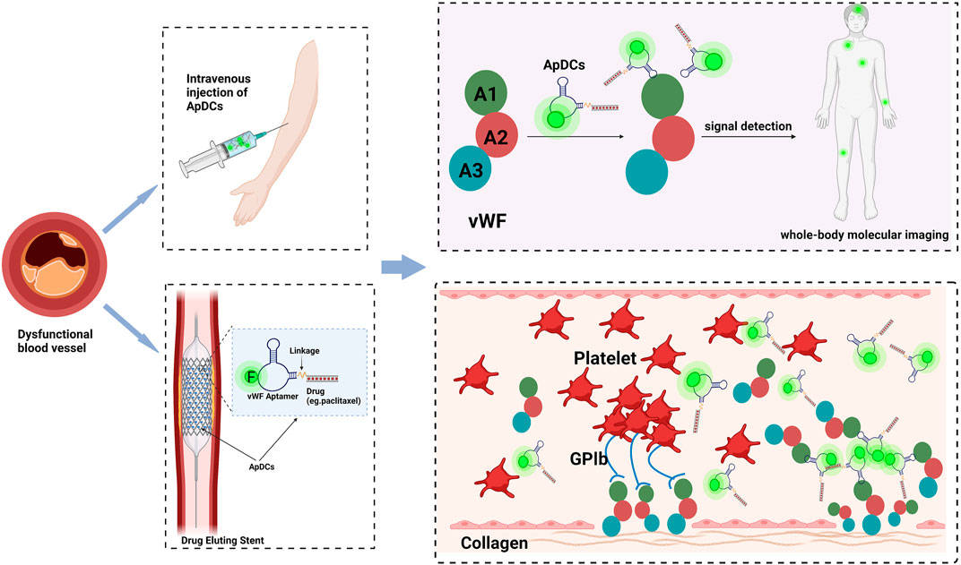 Aptamer-based applications in cardiovascular disease to realize the integration of diagnosis and treatment in the future. (OA Literature)