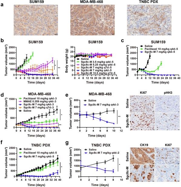 Potent antitumor effect of Sgc8c-M in TNBC models. (OA Literature)