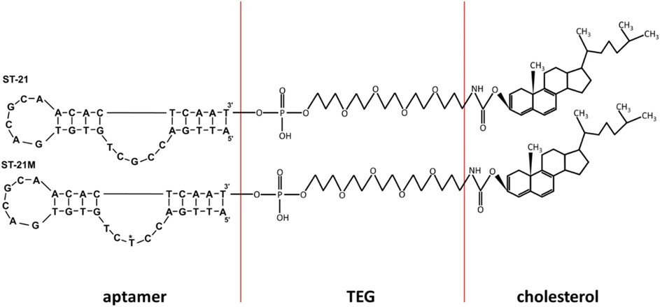 Schematic of the streptavidin-binding aptamers with the modification of TEG and cholesterol. (OA Literature)