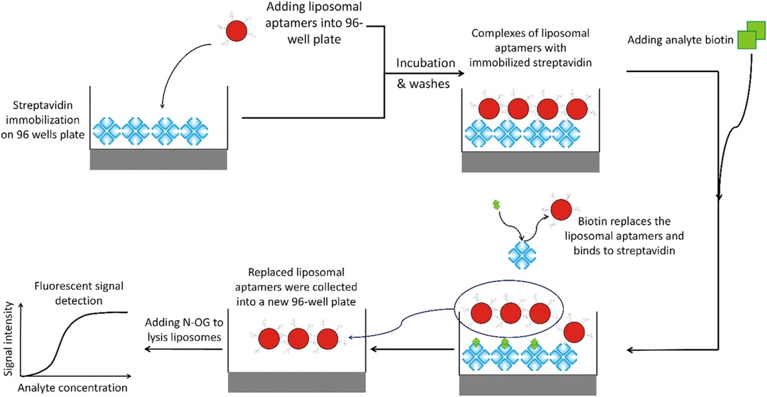 Schematic diagram of the cholesterol-modified liposomal aptamer replacement assay for the detection of biotin. (OA Literature)
