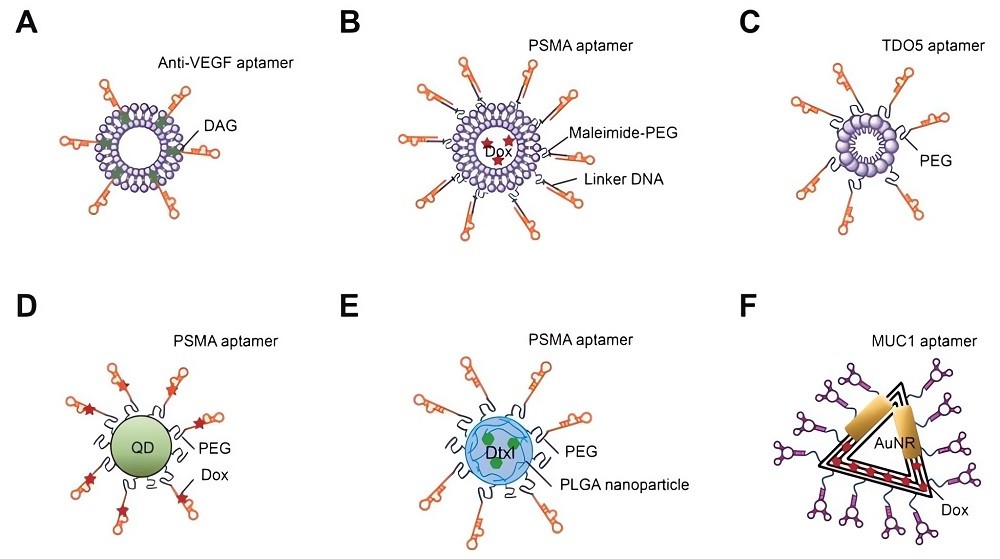 Aptamers conjugated with nano-vehicles such as liposomes, micelles, polymeric nanoparticles, and quantum dots (QDs). (OA Literature)