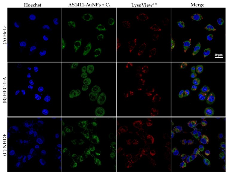 Confocal fluorescence images of HeLa, HEC-1-A, and NHDF cell lines incubated with AS1411-gold nanoparticles with C8. (OA Literature)