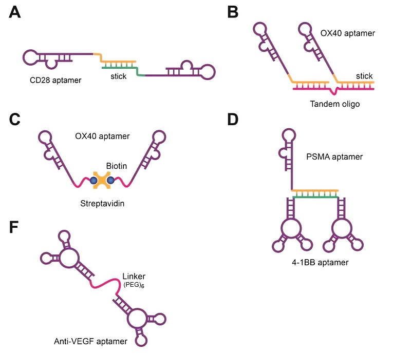 Schematics of bivalent aptamers used as agonists or antagonists against cancer biomarkers. (OA Literature)