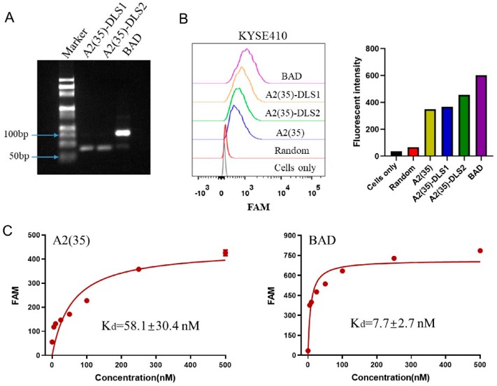 Construction process and characterization results of the BAD. (OA Literature)