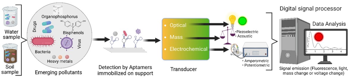 Schematic representation showing the operation of an aptasensor. (OA Literature)
