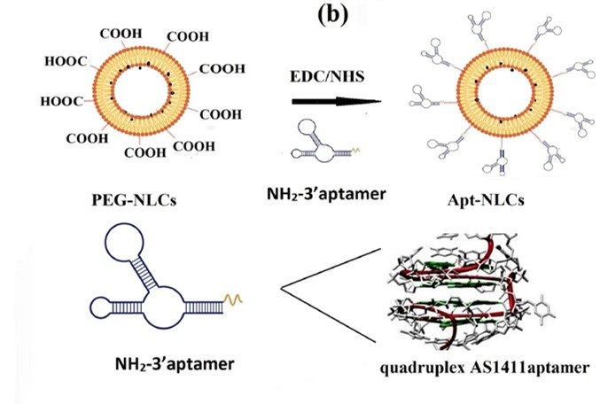 Pictorial representation of surface functionalization of PEG-NLCs (nanoliposomes) with modified NH₂-AS141. (OA Literature)