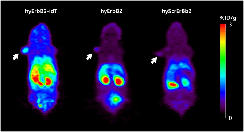 Representative in vivo PET images of 18F-hyErbB2, 18F-hyErbB2-idT, and 18F-hyScrErbB2 aptamer in xenograft models. (OA Literature)