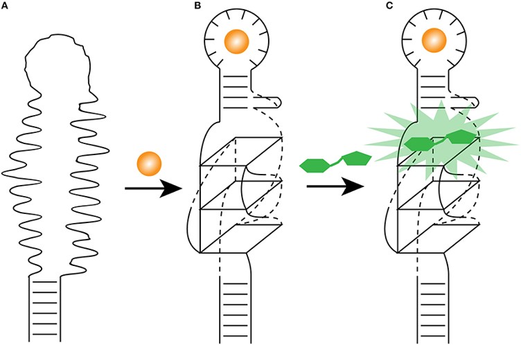 The engineered allosteric light-up aptamer for biosensors. (OA Literature)
