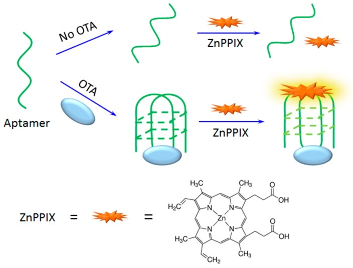 Scheme of the label-free OTA detection based on the structure switching of the aptamer. (OA Literature)