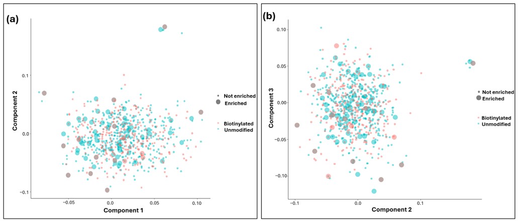 The principal component analysis plots based on the top selected cluster sequences for the biotinylated and unmodified pools. (OA Literature)
