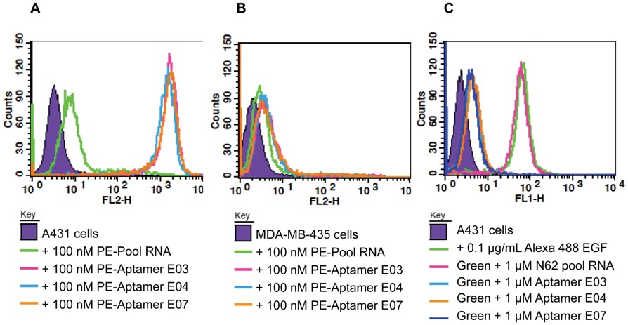 Cellular binding and inhibition of EGF-binding by anti-EGFR aptamers. (OA Literature)