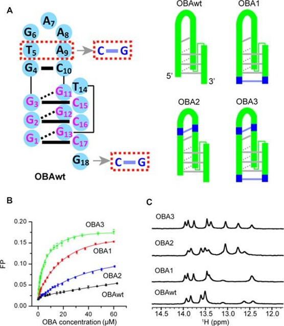 Secondary structures and function of the original OBA aptamer (OBAwt) and its variants (OBA1─3). (OA Literature)