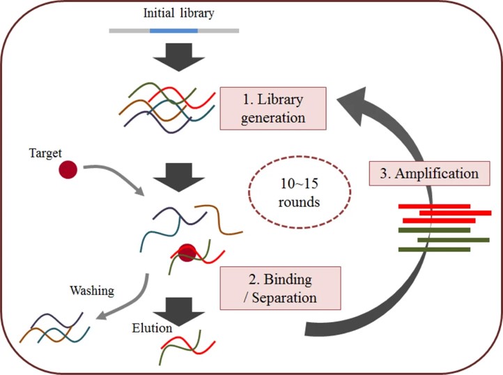 Schematic representation of the SELEX process. (OA Literature)