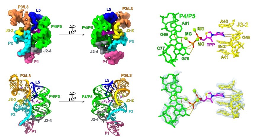 High-resolution cryo-EM structure of the scaffolded TPP riboswitch. (OA Literature)