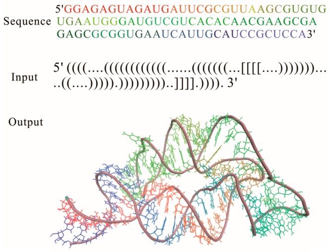 3D structure for the THF riboswitch aptamer predicted by using the RNAComposer program online. (OA Literature)