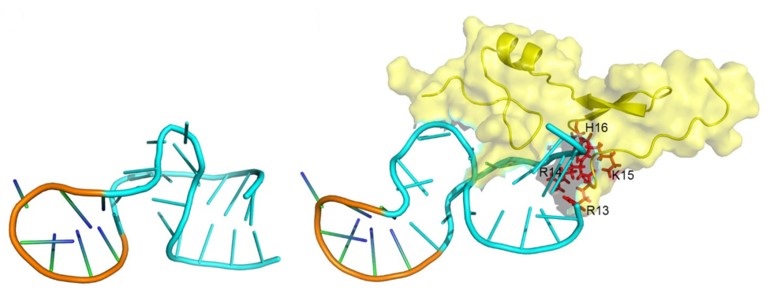 The model structure of one aptamer and the induced fit-binding interaction with its target protein. (OA Literature)