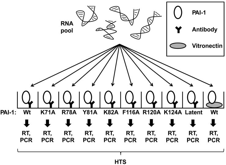 A single round of selection was performed in parallel using either wild type or a variety of alanine-substituted PAI-1 variants. (OA Literature)