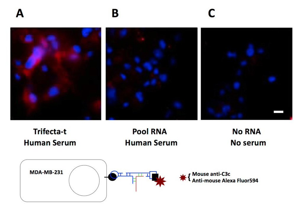 Fig.1 Schematic of aptamer-mediated cell surface deposition of C3 and its breakdown fragments. (OA Literature)
