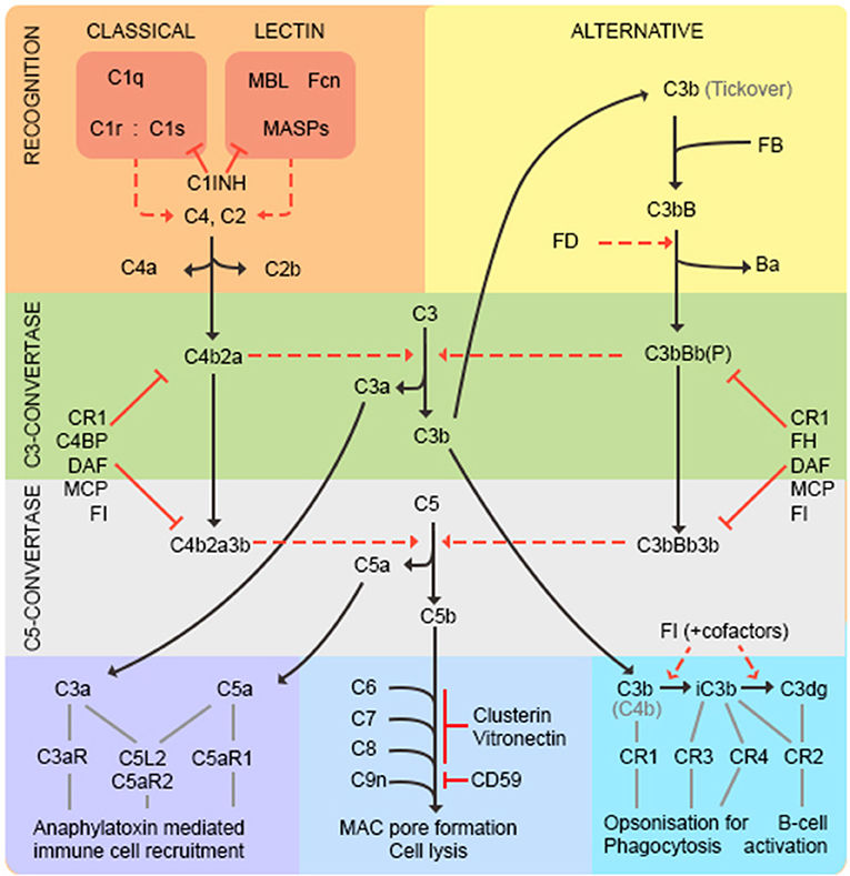Fig.1 Schematic of the complement pathway. (OA Literature)