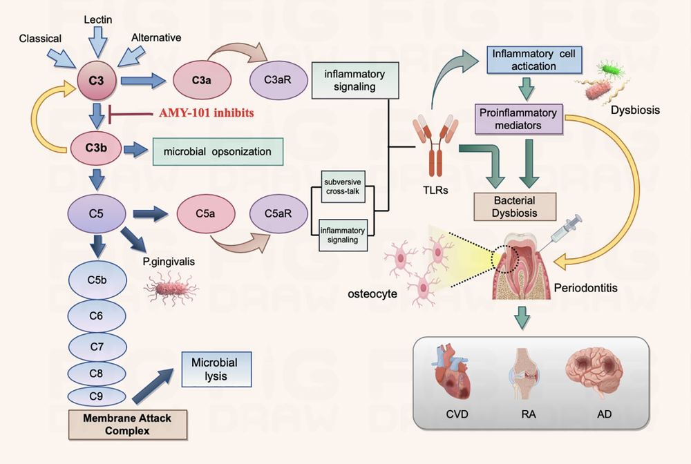 Fig.2 Schematic representation of the mechanisms involved in the regulation of periodontitis and other diseases by C3 complement and AMY-101. (OA Literature)