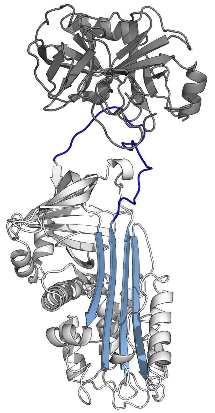 Fig. 1 The structure of serine protease inhibitor. （By Thomas Shafee - Own work, https://commons.wikimedia.org/wiki/File:Serpin_(stressed).png)