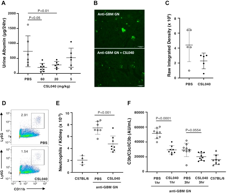 Fig 2. Schematic of the effect of the specific sCR1 in an attenuated-passive anti-GBM glomerulonephritis mouse model. (OA Literature)