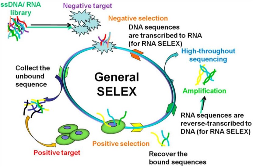 General SELEX procedures.