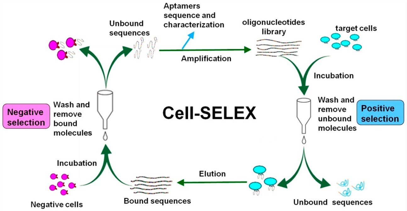 Schematic representation of aptamer selection using the cell-SELEX.