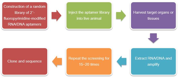 Schematic presentation of cell-internalization and in vivo SELEX procedure.