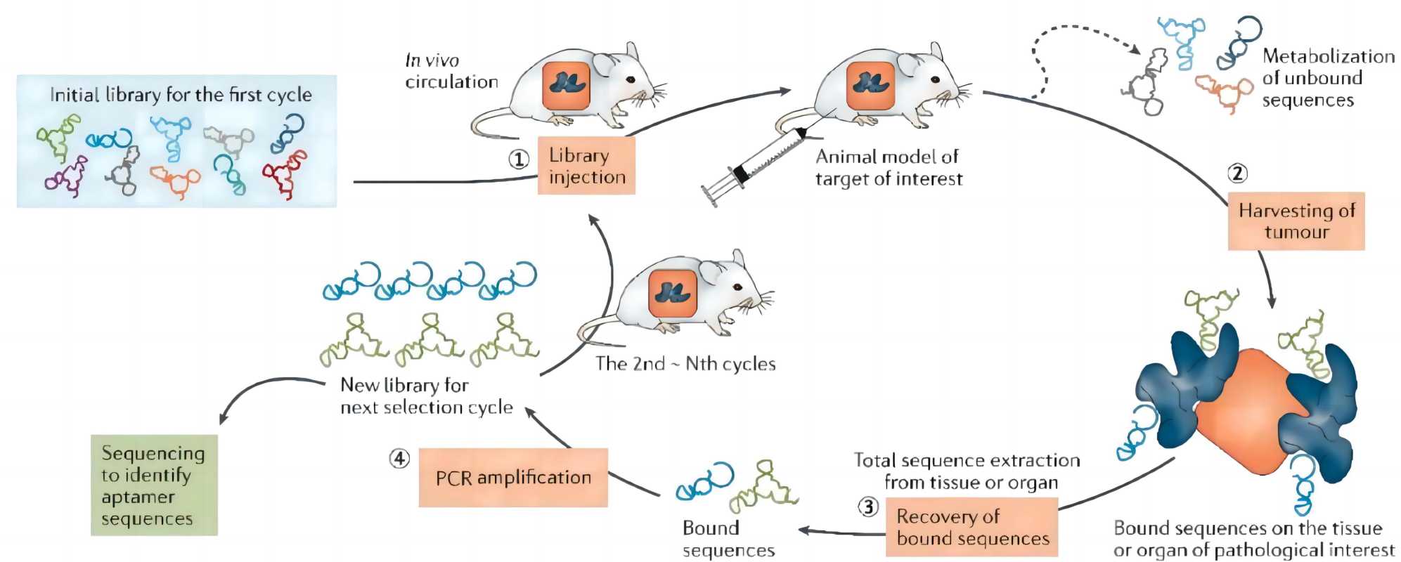 Fig 1. Schematic presentation of cell-internalization and in vivo SELEX procedure. (Liu et al., 2017)