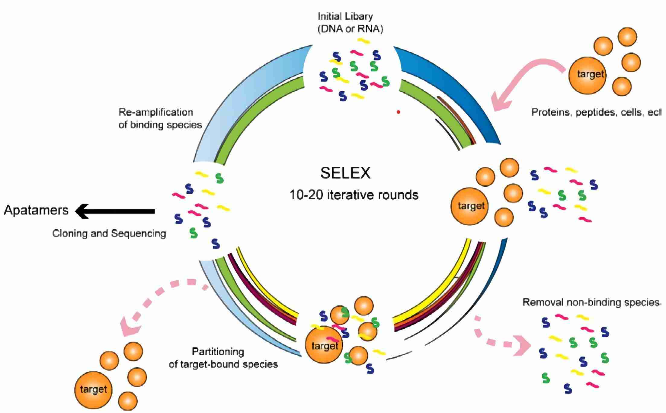 Fig. 1 Optimization of the capture-SELEX protocol for enhanced nucleic acid selection efficiency. (Zhuo et al., 2017)
