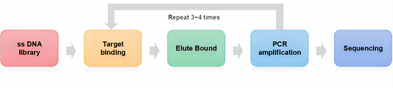 The pipeline of SELEX. 