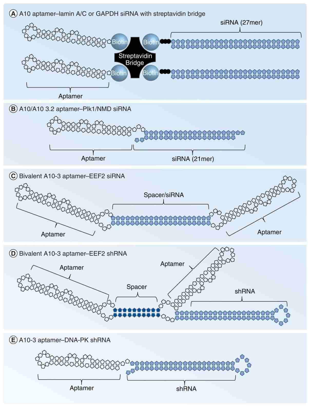 Fig. 1 PSMA aptamer–siRNA conjugates. (Thiel et al., 2010)