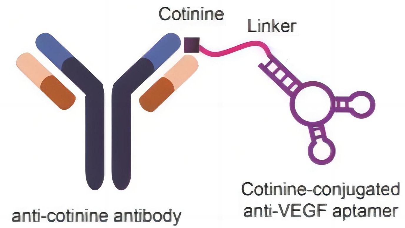 Fig. 1 Schematic representation of aptamer-antibody conjugates. (Kim et al., 2018)