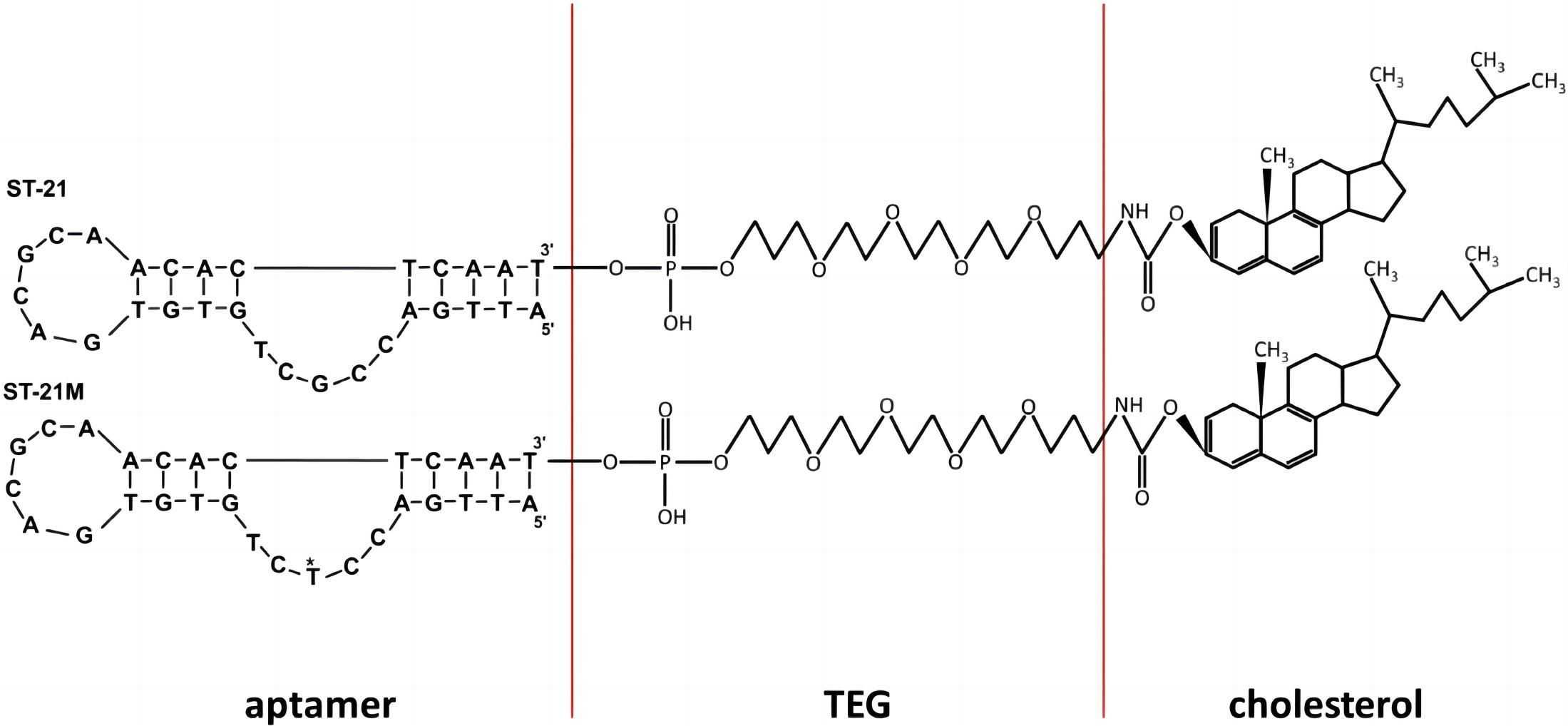 Fig. 1 Structures of the aptamer-cholesterol conjugate. (Sung et al., 2016)