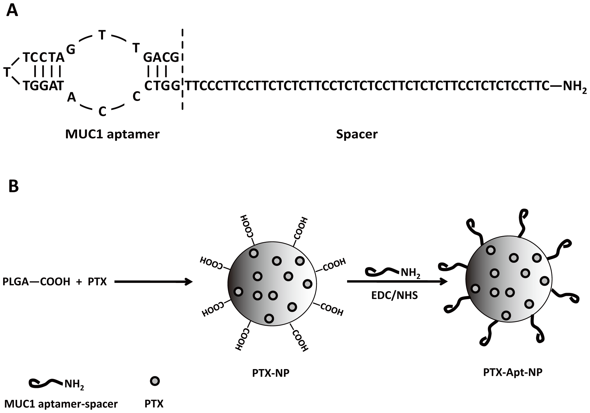Construction of the S2.2-spacer aptamer and PTX-Apt-NPs.