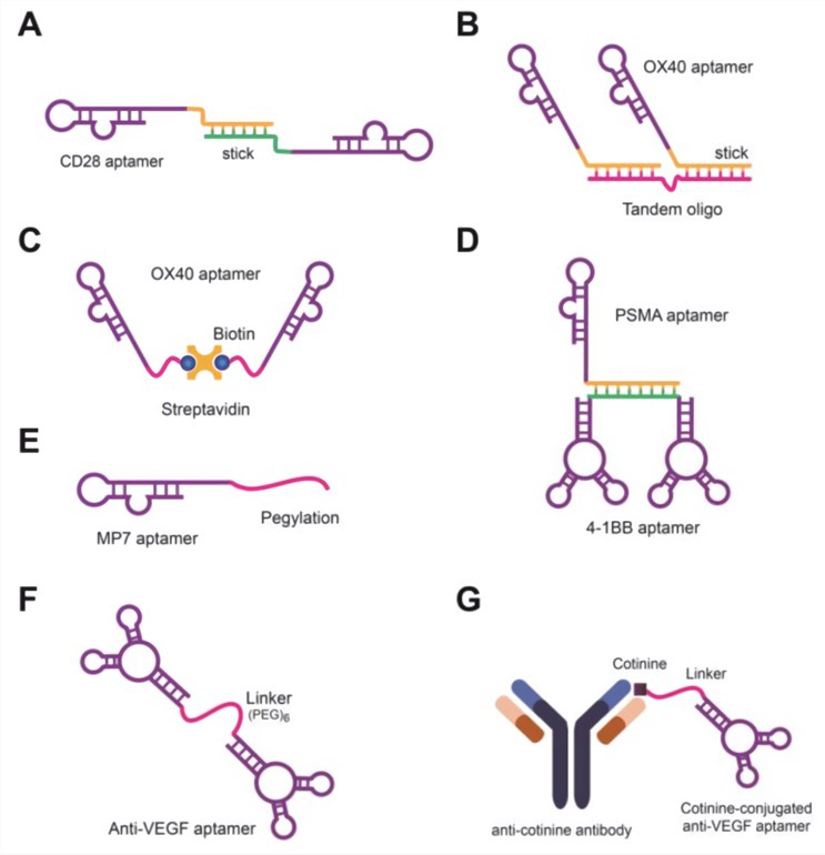 Schematics of aptamers and bivalent aptamers.
