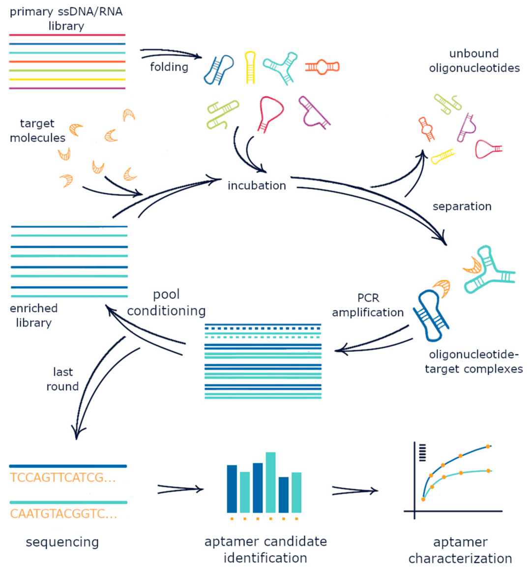 Fig. 1 Illustration of the SELEX procedure. (Komarova & Kuznetsov, 2019)